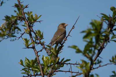 Low angle view of bird perching on tree against sky