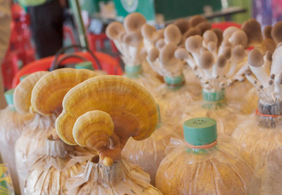 Close-up of mushrooms in containers