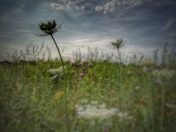 Plants growing on field against storm clouds