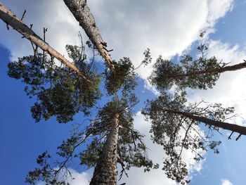 Low angle view of tree against sky