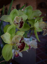 Close-up of green plant