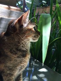 Close-up of cat on plant