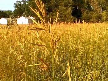 Crop growing in field