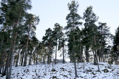 Low angle view of pine trees against sky