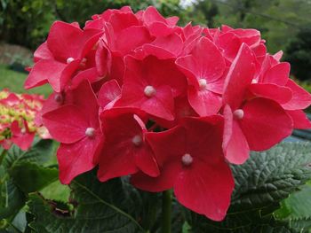 Close-up of red flowers blooming outdoors