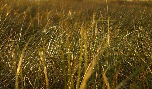 Close-up of crops in field