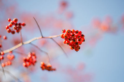 Close-up low angle view of red berries on branch