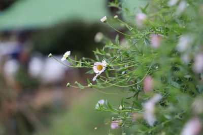 Close-up of white flowering plant