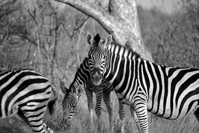 Zebras in a zoo
