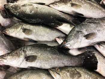 High angle view of fish for sale at market