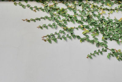 Close-up of ivy against white wall