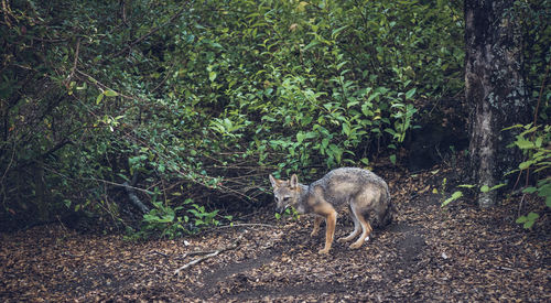 Fox standing amidst plants