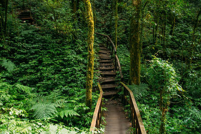 View of footbridge in forest