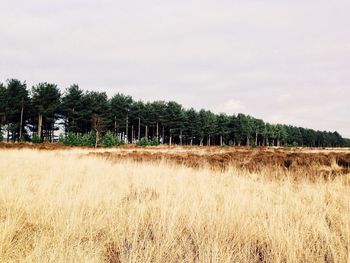 Trees on field