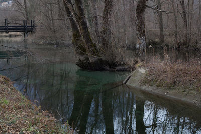 Scenic view of lake in forest