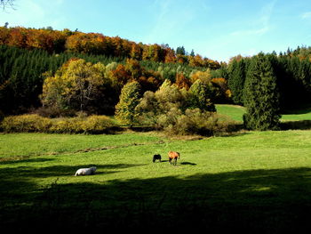 View of a sheep on a field