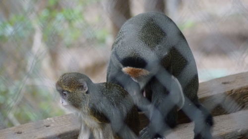 Close-up of monkey