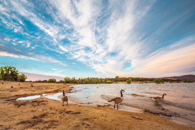 View of birds on landscape against the sky