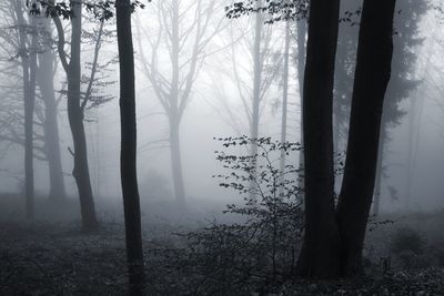 Trees in forest during foggy weather