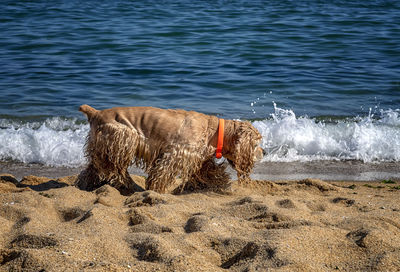 Cocker spaniel walks at the beach near the sea.