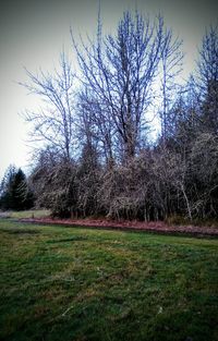 View of bare trees on field