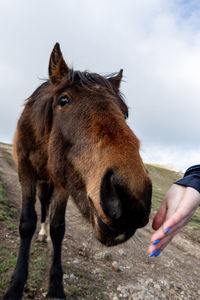 Close-up of a hand feeding horse