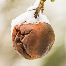 Close-up of ice cream in snow