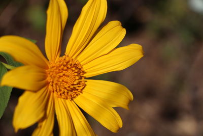 Close-up of yellow flower