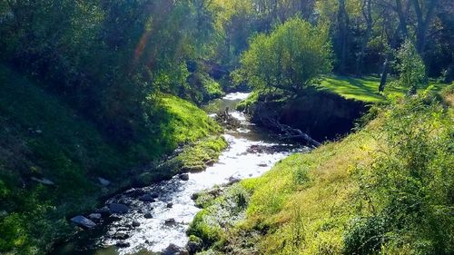 Scenic view of waterfall in forest