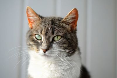 Close-up portrait of a cat