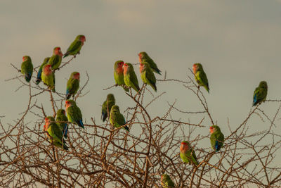 Low angle view of bird perching on branch
