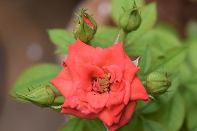 Close-up of rose plant