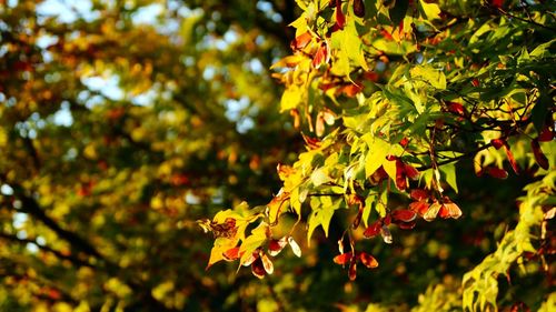 Close-up of fruit tree