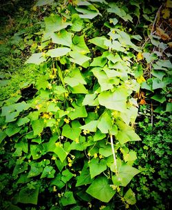 Close-up of green leaves