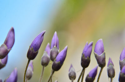 Close-up of purple flowering plant