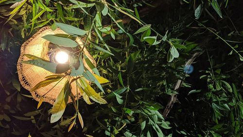 High angle view of plants in sunlight