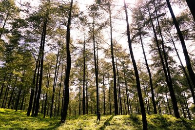 Low angle view of trees in forest