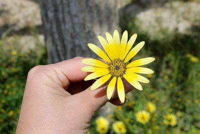 Close-up of cropped hand holding daisy