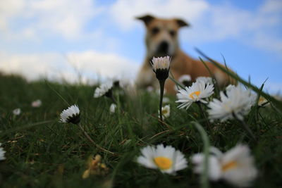 Close-up of white flowers blooming in field