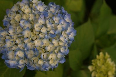 Close-up of purple flowers