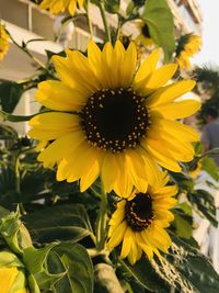 Close-up of sunflower