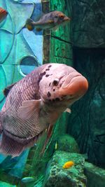 Close-up of fish in zoo
