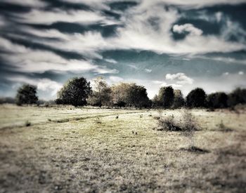 Trees on field against sky