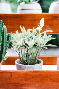 Close-up of potted plant on table