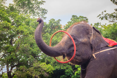 Close-up of elephant against trees