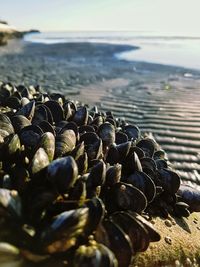 Close-up of crab on beach against sky