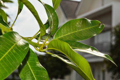 Close-up of green leaves