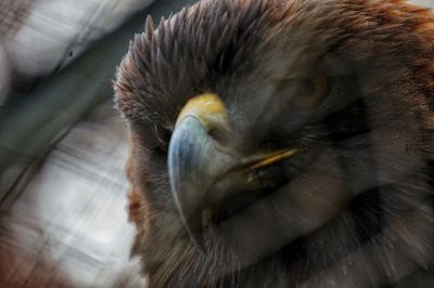 Close-up of owl