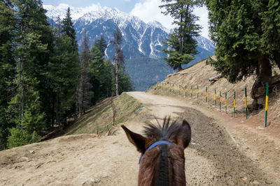 View of a horse on dirt road