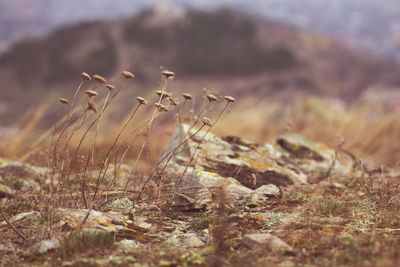 Close-up of plant growing on field